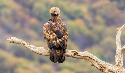 Action photography of Golden Eagle