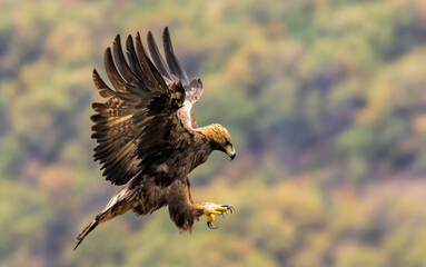 Action photography of Golden Eagle