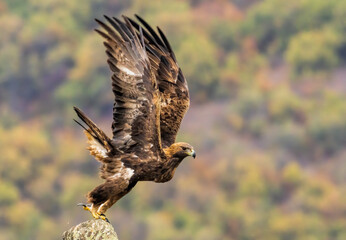 Action photography of Golden Eagle