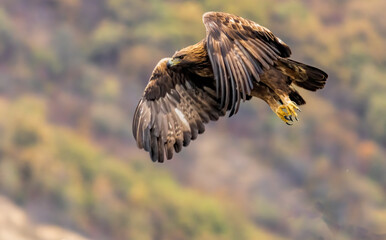 Action photography of Golden Eagle