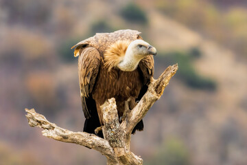 Griffon Vulture (Gyps fulvus) on feeding station
