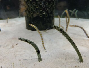 海底のチンアナゴ　〜Chinese eel