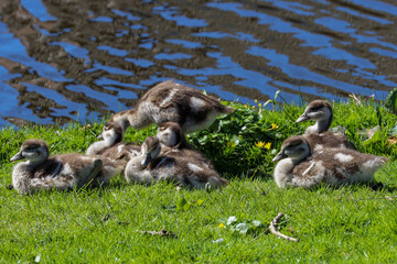 Nile goose with small chicks along the water's edge