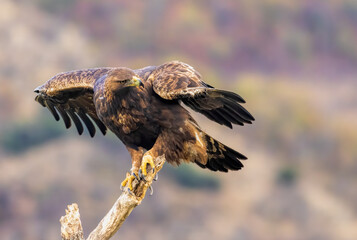 Action photography of Golden Eagle