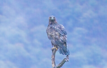 Action photography of Golden Eagle