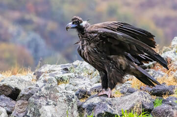 Cinereous vulture sitting on feeding station