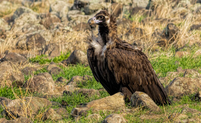 Cinereous vulture sitting on feeding station