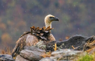 Griffon Vulture (Gyps fulvus) on feeding station