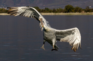 Dalmatian Pelican of Kerkini Lake
