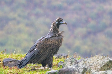 Cinereous vulture sitting on feeding station