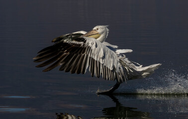 Dalmatian Pelican of Kerkini Lake