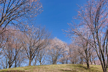 美の山公園の桜