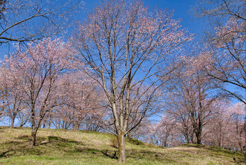 美の山公園の桜