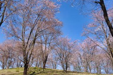 美の山公園の桜