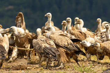 Griffon Vulture (Gyps fulvus) on feeding station
