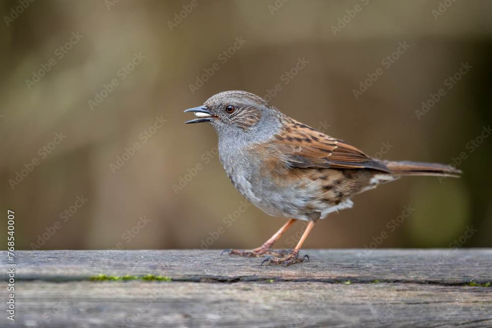 Poster a close up portrait of a dunnock, prunella modularis. also known as a hedge sparrow it has seed in i