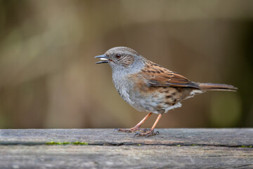 a close up portrait of a dunnock, Prunella modularis. Also known as a hedge sparrow it has seed in its beak - 768540007