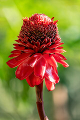 Etlingera elatior, flower known as torch ginger, ginger flower, red ginger lily, torchflower, torch...
