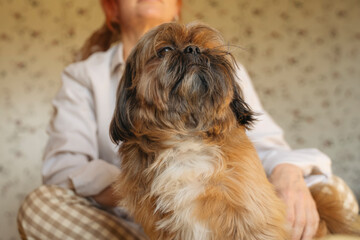 woman having fun and relaxing time at home with the shih tzu dog. Free and happy time at home concept