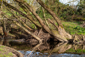 Schräge über einen Bachlauf stehende Stämme von Laubbäumen mit den Resten einer Biberburg an der Uferböschung