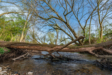 Abgestorbener, umgefallener Baum liegt quer über einem Bach mit klarem Wasser in einem Waldstück an der Uferböschung bei schönem Wetter inm Frühling