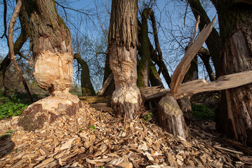 Verbissspuren von Bibern an Baumstämmen, die absterben und teilweise umgefallen sind - 768541279