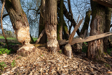 Verbissspuren von Bibern an Baumstämmen, die absterben und teilweise umgefallen sind - 768541460