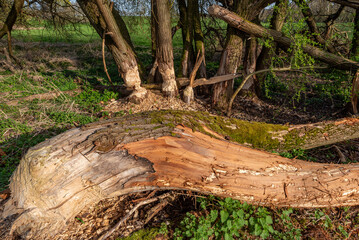 Verbissspuren von Bibern an Baumstämmen, die absterben und teilweise umgefallen sind