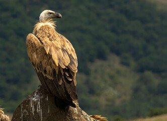 Griffon Vulture (Gyps fulvus) on feeding station