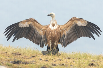 Griffon Vulture (Gyps fulvus) on feeding station