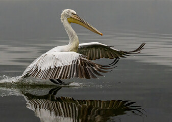 Dalmatian Pelican of Kerkini Lake