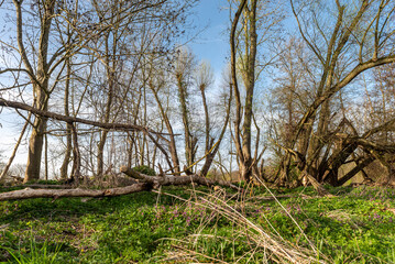 Laublose, teilweise durch Biberfraß umgefallene und abgestorbene Bäume in einem Waldstück mit Naturwiese im Frühling bei schönem Wetter - 768541833