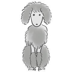 正面を向いて座るプードルのイラスト