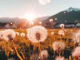  Dandelion seeds dispersing on a warm summer breeze at sunset © Artem81