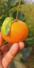 Fresh Orange For Good Health And Fitness