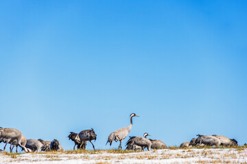 Flock of cranes on a meadow with snow on a sunny spring day