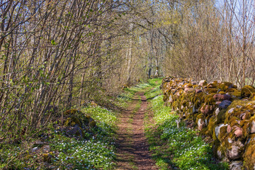 Forest path with flowering Wood anemone a nice spring day
