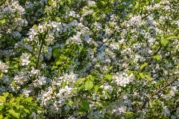 Fototapeta na wymiar Flowering apple tree branches a sunny summer day