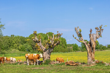 Cattles on a meadow with pruned trees in the summer