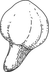 Vector mushroom drawing. Line art style - 768543606