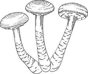 Vector mushroom drawing. Line art style - 768543607