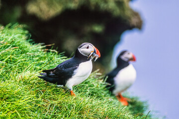 Atlantic puffin with fishes in the beak on a cliff