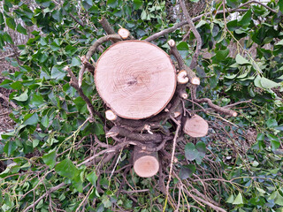 stump of sawn-off tree with visible annual rings in a forest - obrazy, fototapety, plakaty