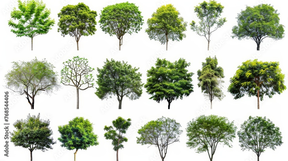 Poster beautiful collection of isolated trees on white background, suitable for use in architectural design