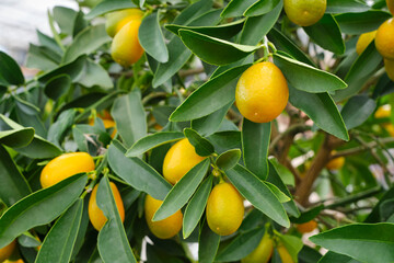 Closeup of many small almost ripe oranges on an orange or citrus plant with green leaves.   