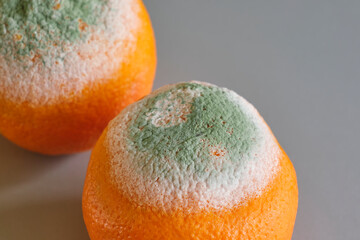 Two oranges with green and white mold on a gray surface. Image with copy space