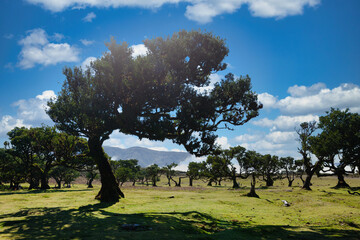 The photo depicts the ancient Fanal forest in Madeira. Distinctive in this area are the twisted...