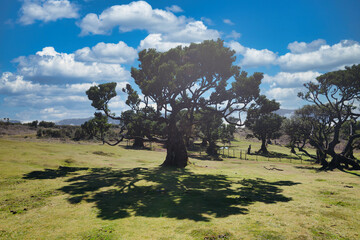 The photo depicts the ancient Fanal forest in Madeira. Distinctive in this area are the twisted trees with exceptional shapes, which testify to their age. The clear sky with a few clouds adds charm  - obrazy, fototapety, plakaty