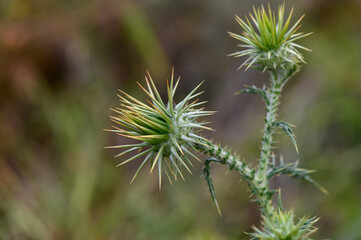 Thistle flowers in the forest in Cyprus Herbal remedy Silybum marianum, St. Mary's thistle 2