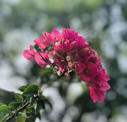 pink and white flowers